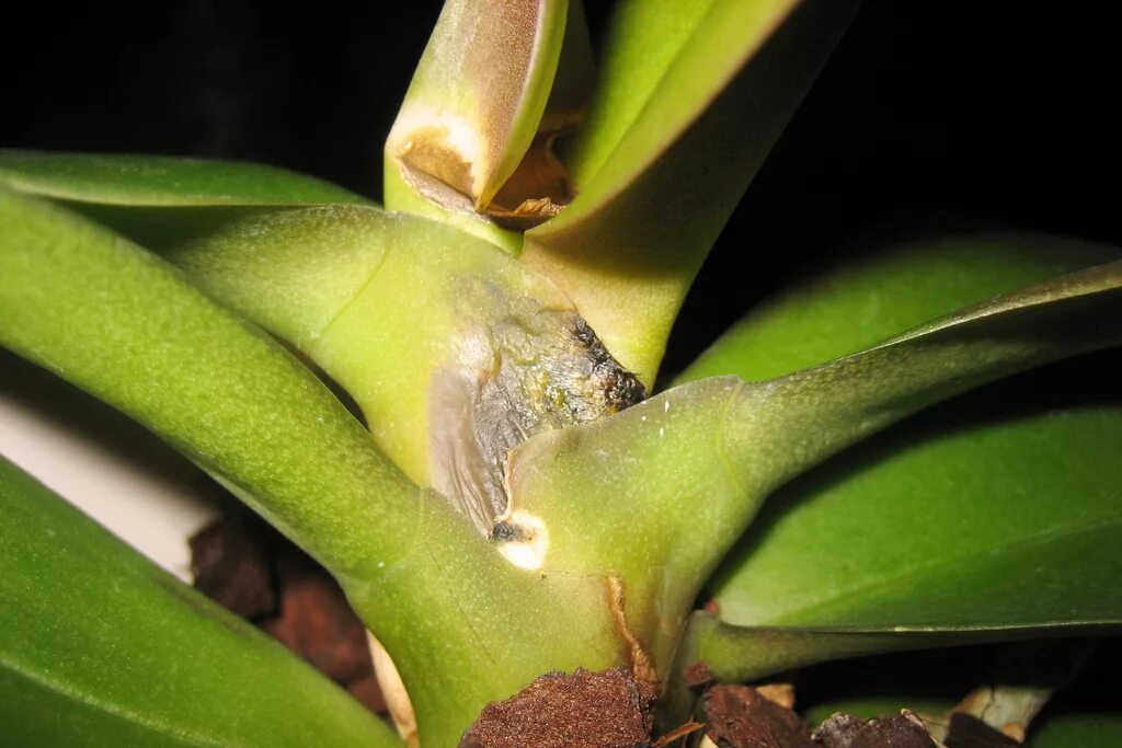 мучнистый червец хамедорея. корневая гниль у фиалок. фузариозная гниль орхидей. комнатные растения гниль. комнатные растения гниль.