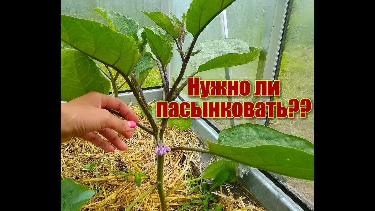 Формирование кустов баклажанов. Пасынкование баклажанов в теплице. баклажаны формирование куста. схема формирования куста баклажана. формировка куста баклажана.