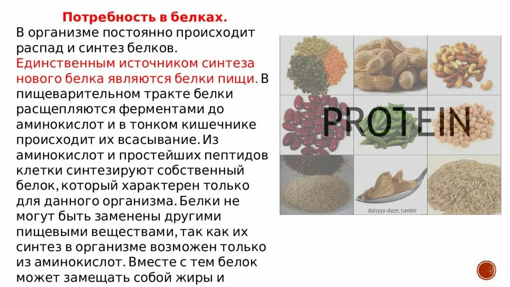 Продукты распада белка. Белок в организме. Распад белка в организме человека. Расщеплению белков в организме человека способствуют. Судьба белков в организме.