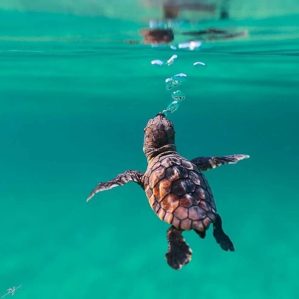 Crazy turtle