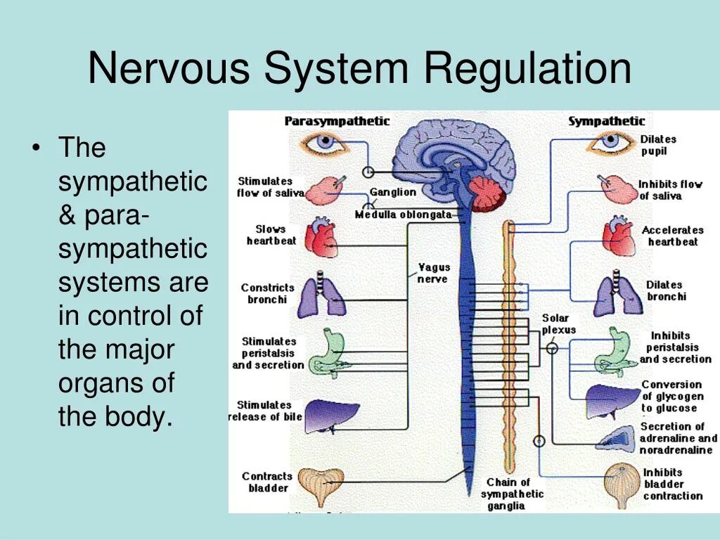 Nervous System Organs. Nervous System functions. Autonomic nervous System. Нервная система на английском языке.