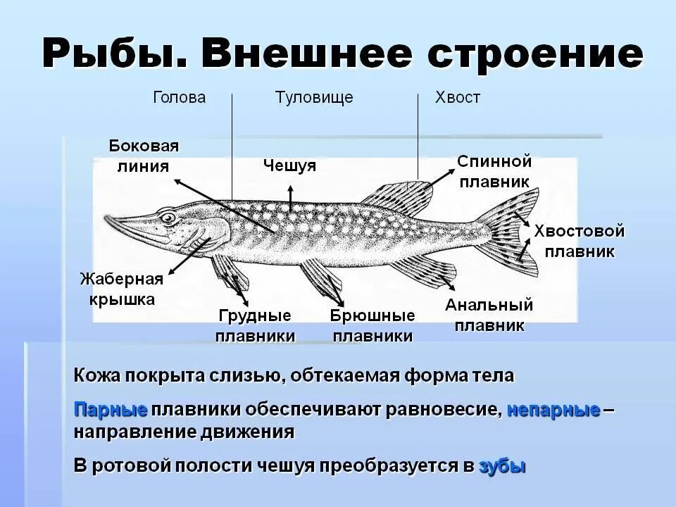 Особенности строения щуки