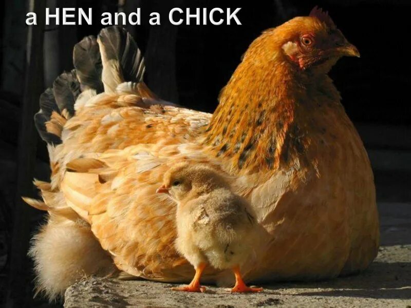 Цыплята под курицей