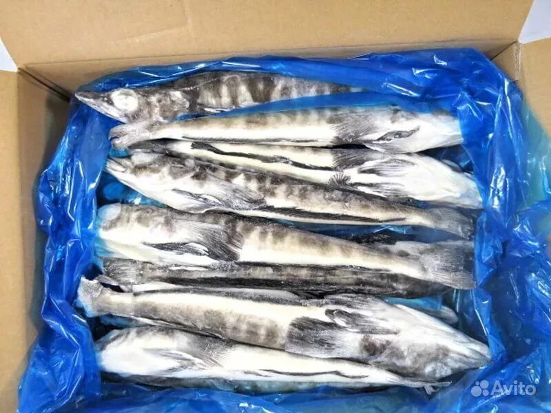 Ледяная рыба. Арктическая ледяная рыба. Ледяная рыба тушка. Ледяная рыба. Рыба ледянка и ледяная.