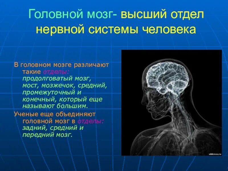 Презентации на тему мозга. Мозг и нервная система человека. Головной мозг нервная система. Мозг человека для презентации. Нервная система головной мозг презентация.
