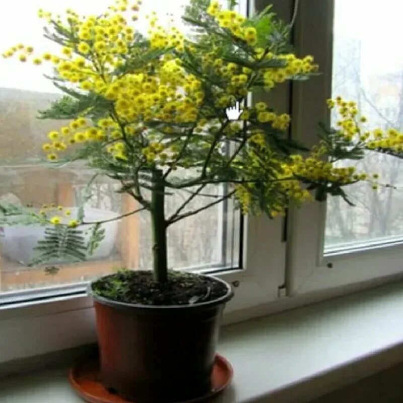 Мимоза Акация серебристая горшечная. Acacia dealbata (Акация) в горшке. Серебряная Акация Мимоза. Бонсай Мимоза.