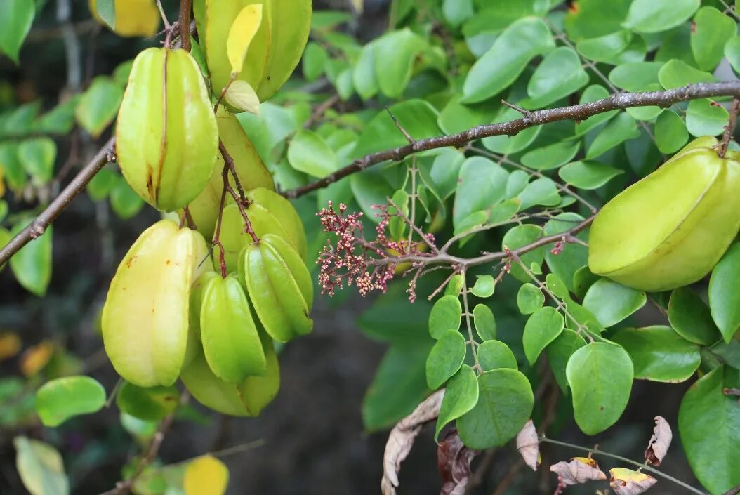 Карамбола кембанган. Карамбола витамины. Крымская карамбола. Карамбола valley. Карамбола почва.