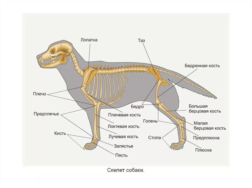 Анатомия костей голени собаки. Большая берцовая кость свиньи. Берцовая кость собаки. Большая берцовая кость у собаки. Кости голени собаки.