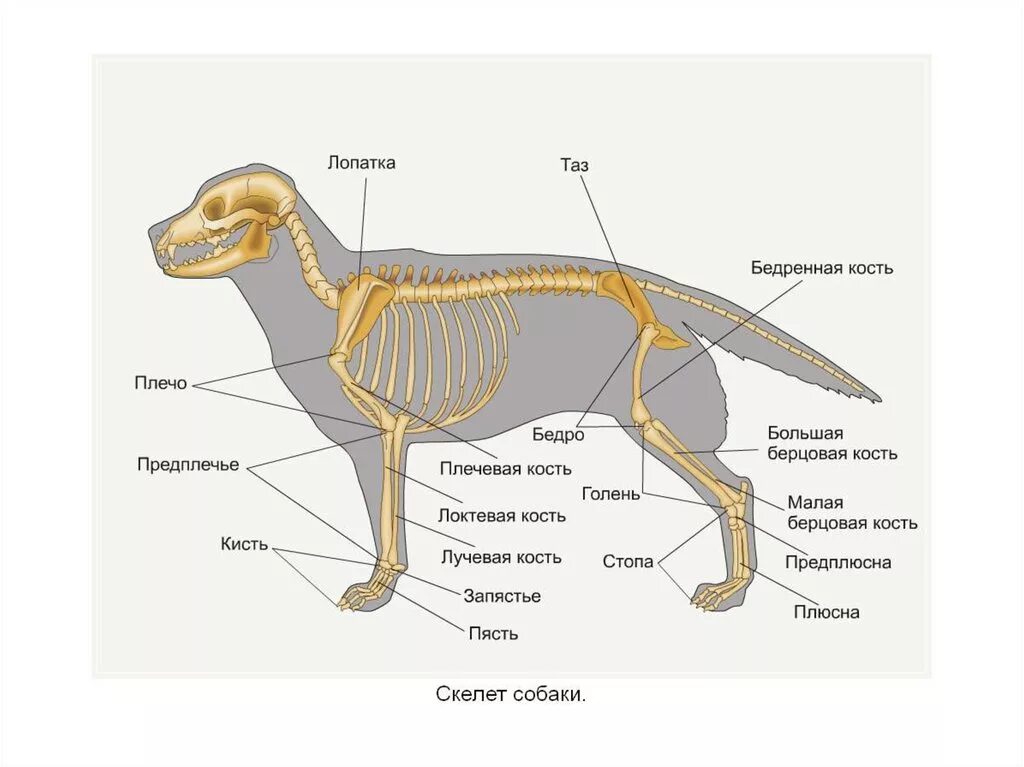 Особенности строения позвоночника собаки. Позвоночный столб собаки анатомия. Строение скелета собаки позвоночник. Анатомия собаки скелет позвоночника. Хвостовые позвонки собаки строение.