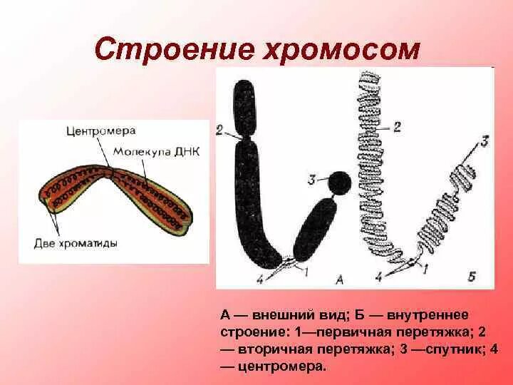 Внутреннее строение хромосом