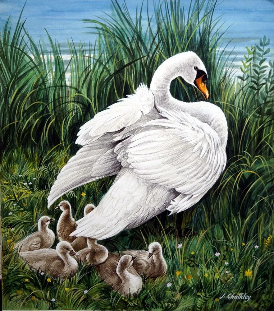 Бальмонт лебедь. Лебедь. Семья лебедей. Картина "лебеди". Лебеди живопись.