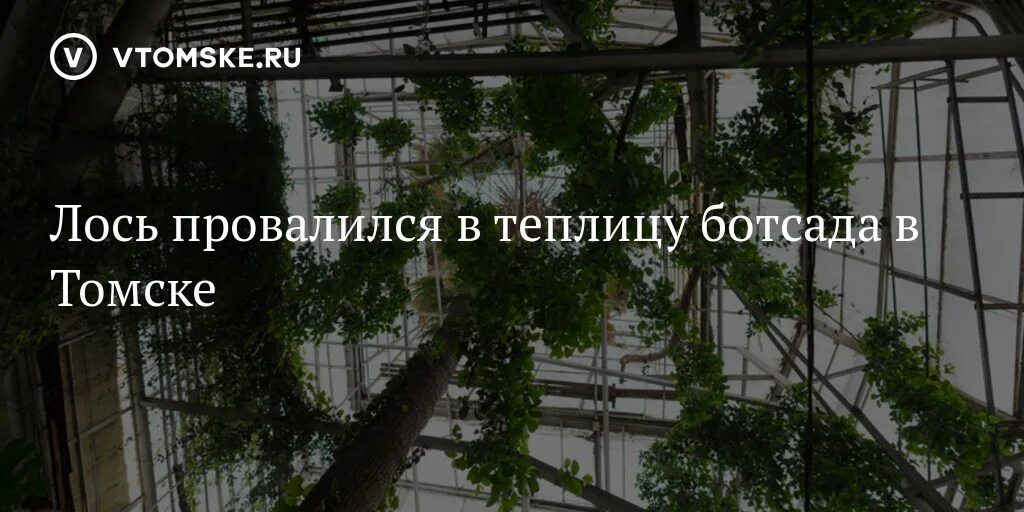 Ботанический фестиваль оттепель чувств. Сибирский Ботанический сад ТГУ Томск. Оттепель чувств в Ботаническом саду. Ботанический сад Новосибирск оттепель чувств. Фестиваль оттепель в Ботаническом саду.