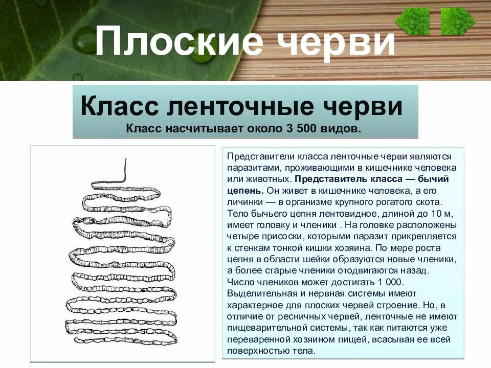 Нервная система червей паразитов