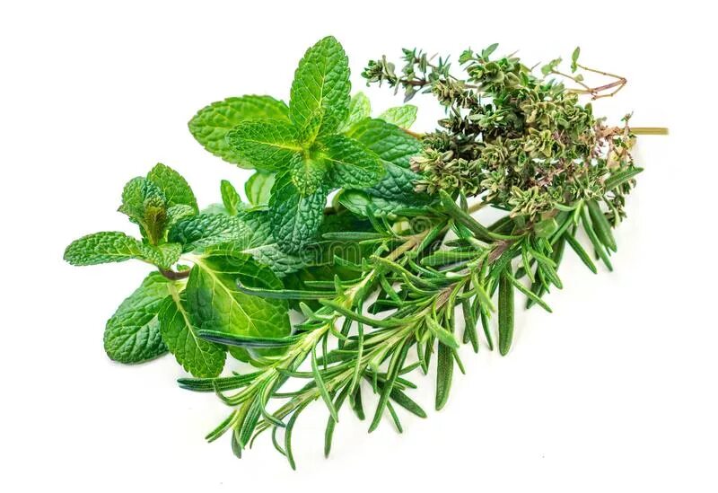 Мята орегано тимьян. Тимьян вульгарис. Растения тимьян мята. Мята тимьян. Мята тимьян.