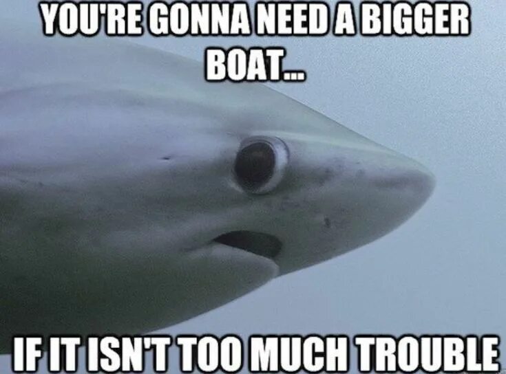 удивленная акула. икейская акула. Carcharhinus acronotus. акула хаммерхед. мемы про акул.