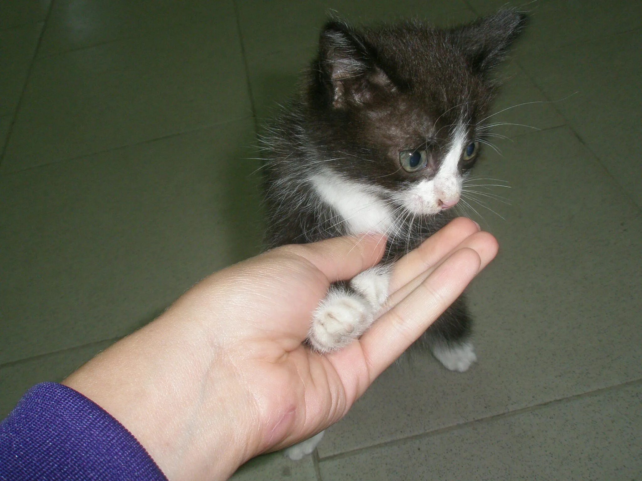 Котенок на руках. Кошки даром. Возьму котенка в хорошие руки. Кошечку в хорошие руки. Кошечку в хорошие руки.