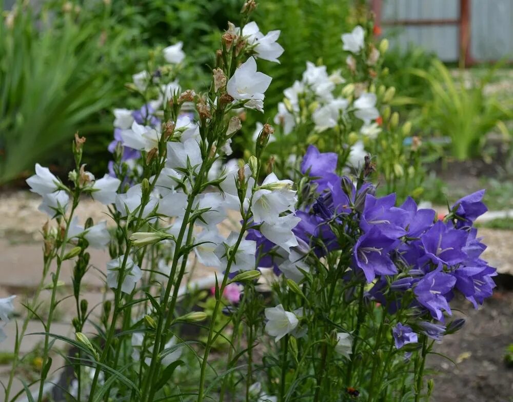 Колокольчики посадка и уход в открытом. Колокольчик персиколистный (Campanula persicifolia). Колокольчик персиколистный (Campanula persicifolia l.). Колокольчик персиколистный Takion Blue. Колокольчик персиколистный голубое озеро.