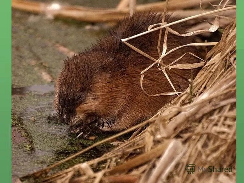 ондатра речная крыса. североамериканская ондатра. грызун размером с ондатру. водяная крыса ондатра. грызун размером с ондатру.