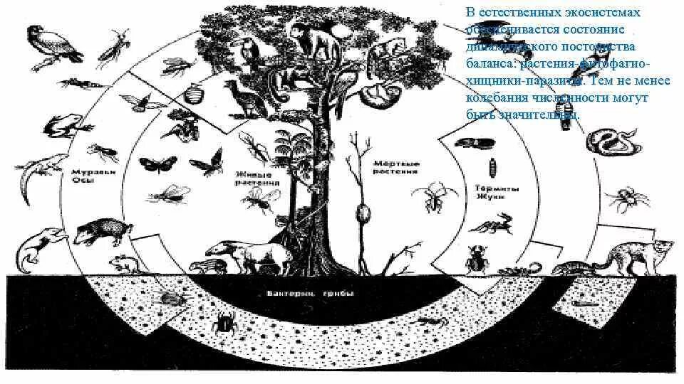 Компоненты природной экосистемы. Экосистема схема. Структура биогеоценоза схема. Естественная экологическая система это. Роль в природных экосистемах