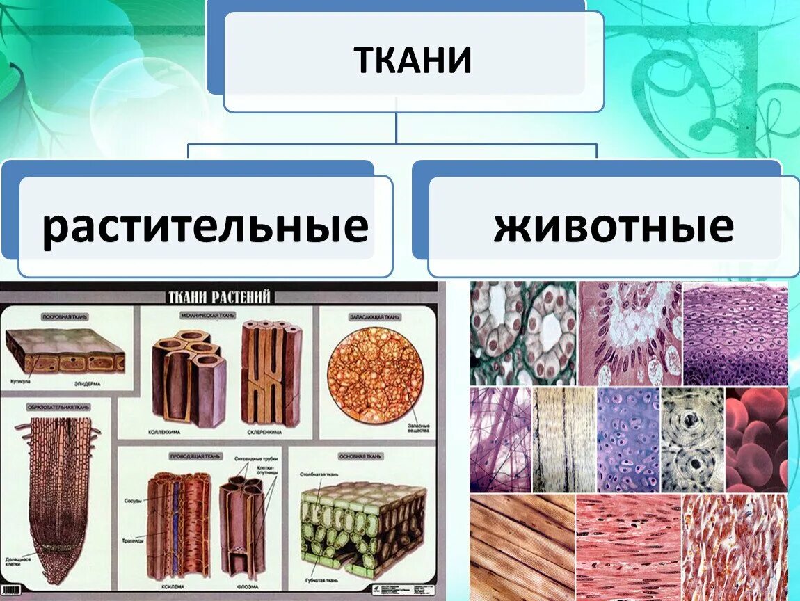 Строение живой ткани. Ткани животных 5 класс биология таблица. Типы тканей растений 5 класс биология. Биология 5 класс ткани животных и ткани растений. Строение тканей растений 5 класс биология.