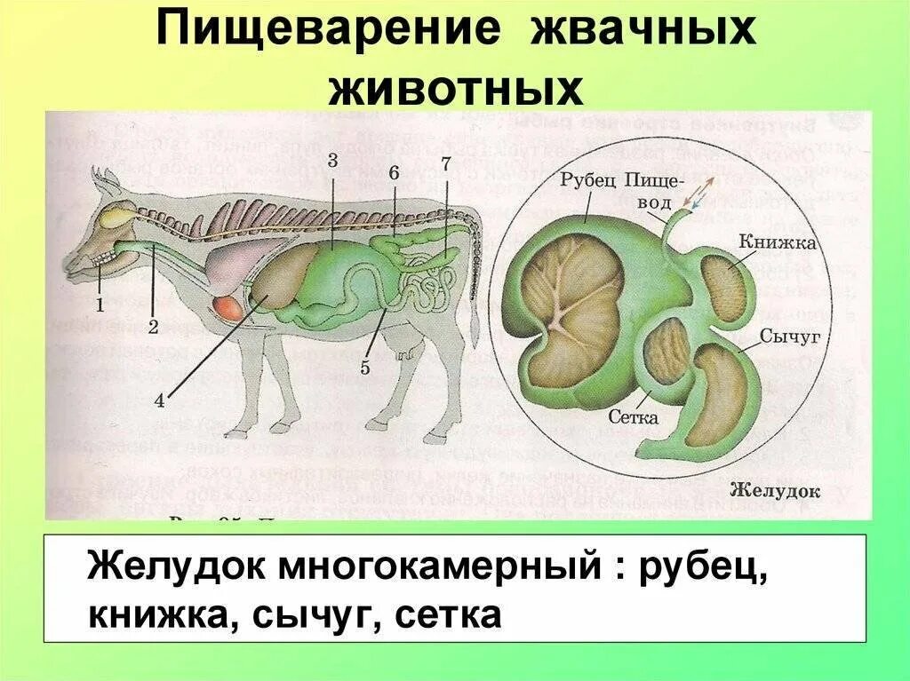 Желудок животных строение. Строение желудка жвачных КРС. Строение пищеварительной системы жвачных животных. Строение многокамерного желудка жвачных. Строение желудка жвачных животных 7 класс.