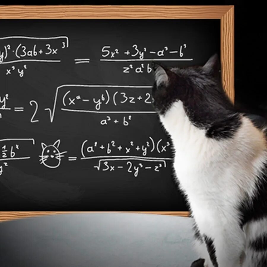 Котики в линию 5 класс учи. Котики математики. котик математик. кот решает математику. кошка и математика.