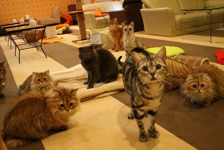 Кафе с животными в питере. Кошачьи кафе в японии. котокафе в японии. кошачье кафе в токио. кошачье кафе - &quot;cat cafe&quot; в японии.