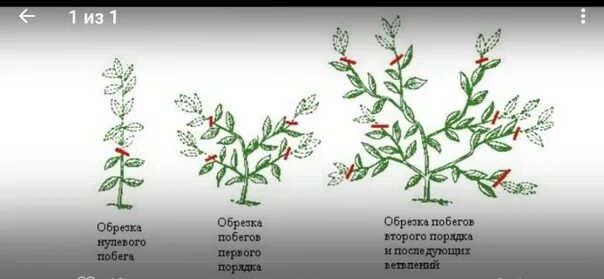 Прищипка герани. Прищипка растений. Прищипка пеларгонии. Схема обрезки пеларгонии весной. Схема обрезки герани весной для пышного цветения.