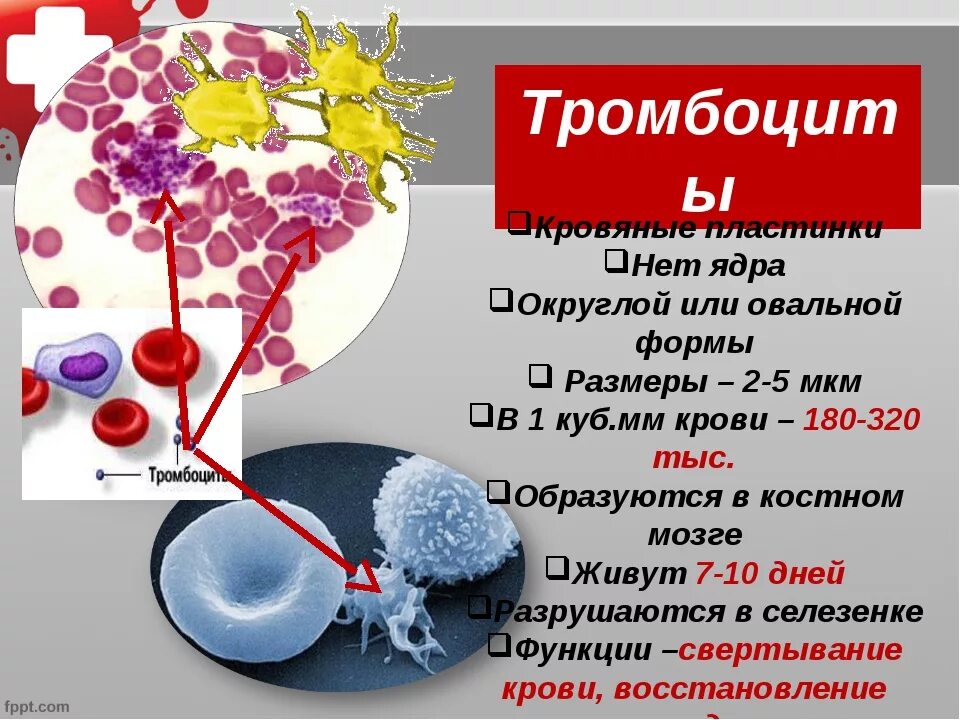 Как повысить тромбоциты после химиотерапии. Размер тромбоцитов. Тромбоциты ядро. Ядерные тромбоциты. Форма ядра тромбоцитов.