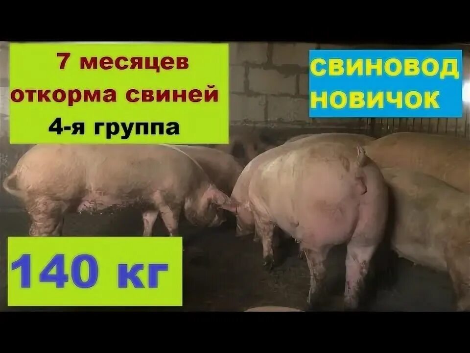 Таблица веса поросят дюрок. Вес свиньи. Свиньи 100 кг