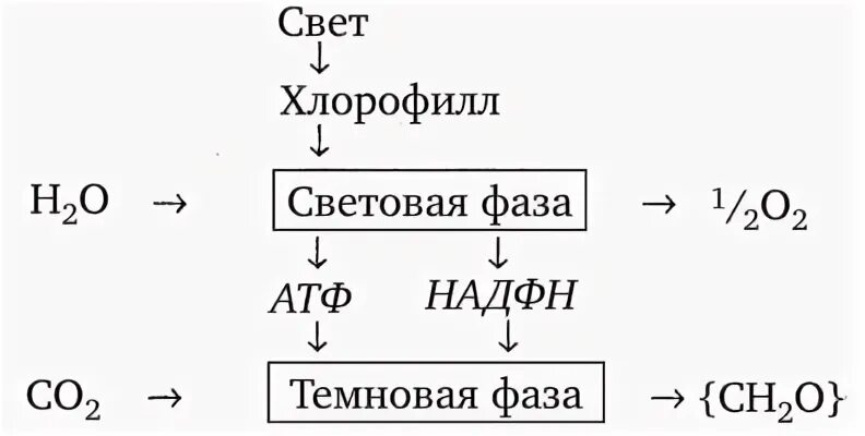 Происходит окисление надфн происходит возбуждение молекулы хлорофилла