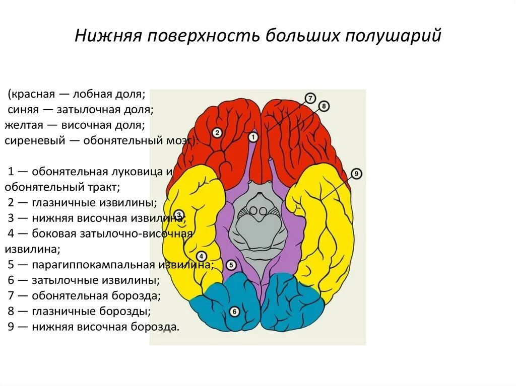 Нижняя поверхность мозга. Борозды и извилины нижней поверхности больших полушарий. Борозды и извилины нижней поверхности полушария большого. Нижняя поверхность больших полушарий. Извилины нижней поверхности полушария большого мозга.