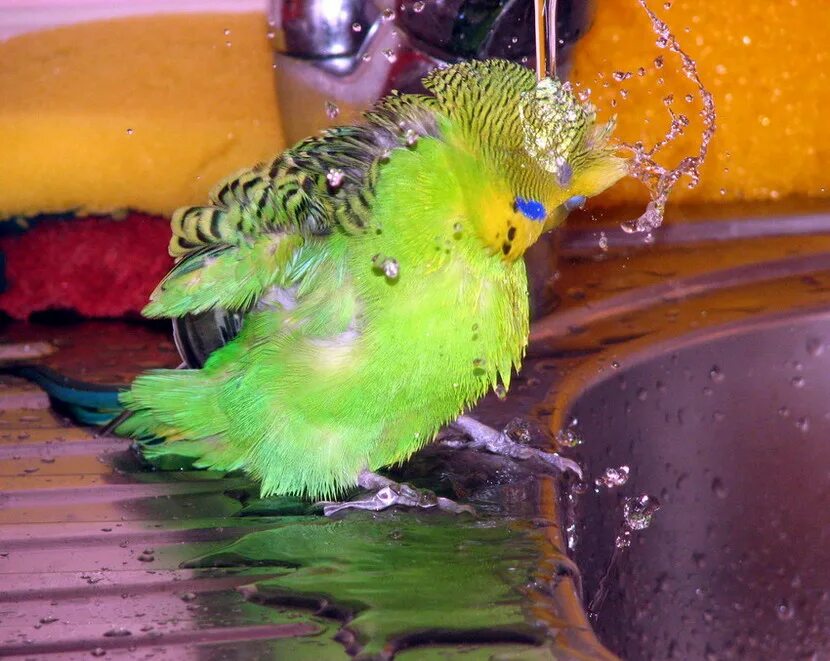 Можно мыть попугаев. Купалка для попугая волнистого. Попугай купается. Волнистый попугай купается. Волнистый попугайчик купается.