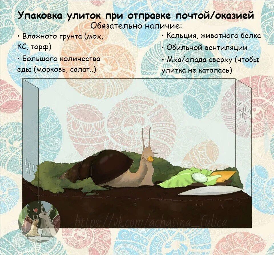 Оказия это простыми словами. Оказия это в литературе. Оказия это значение слова. Улитки в упаковке.