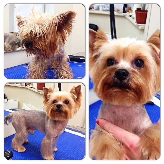 короткая стрижка йорка. стрижка йорка мальчика пошаговое. стрижка йорка мальчика пошаговое. стрижки йоркширского терьера мальчика. короткая стрижка йорка.