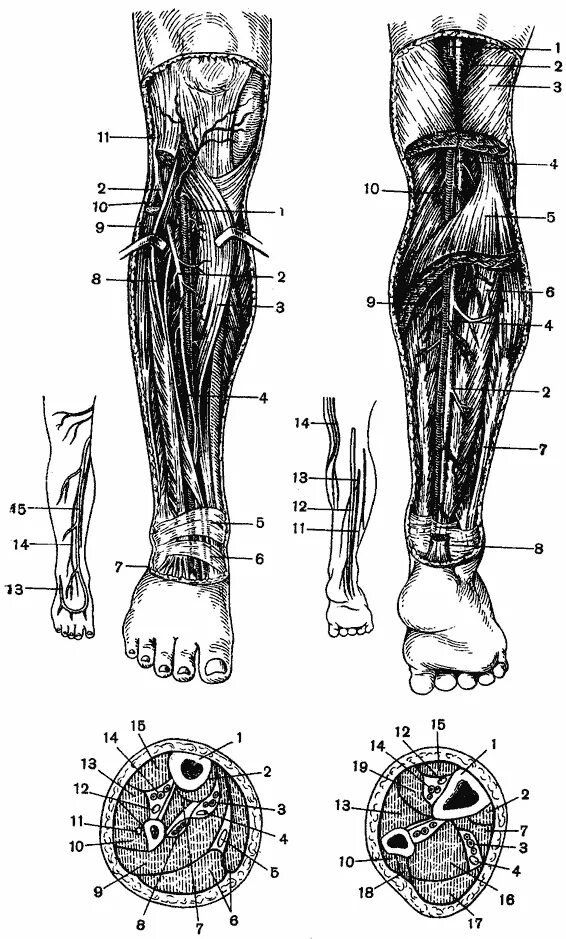 Груберов канал. Послойная топография передней области голени. Топографическая анатомия голени. Топография голени топографическая анатомия. Топографическая анатомия передней области голени.