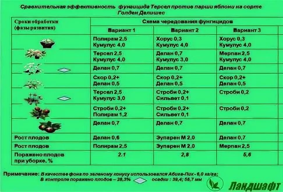 Обработка хвойных от вредителей весной. Схема обработки и подкормки винограда. Схема обработок яблони от вредителей. Средства от вредителей сада для плодовых деревьев. Таблица обработки винограда.