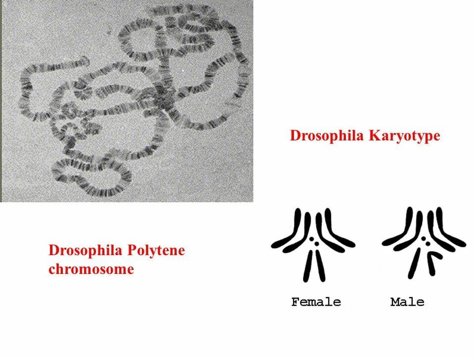 Сколько хромосом в половых клетках дрозофилы. Кариотип плодовой мушки drosophila melanogaster.. кариотип дрозофилы. мушка дрозофиы кариотип. кариотип мухи дрозофилы.