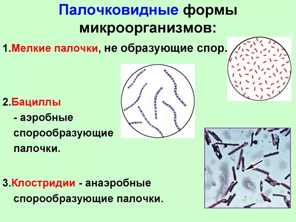 Микроорганизмы образующие споры. Палочковидные (цилиндрические) формы бактерий. Палочковидными (бациллы, клостридии). Палочковидные бактерии бациллы. Морфология бактерий палочковидные бактерии.