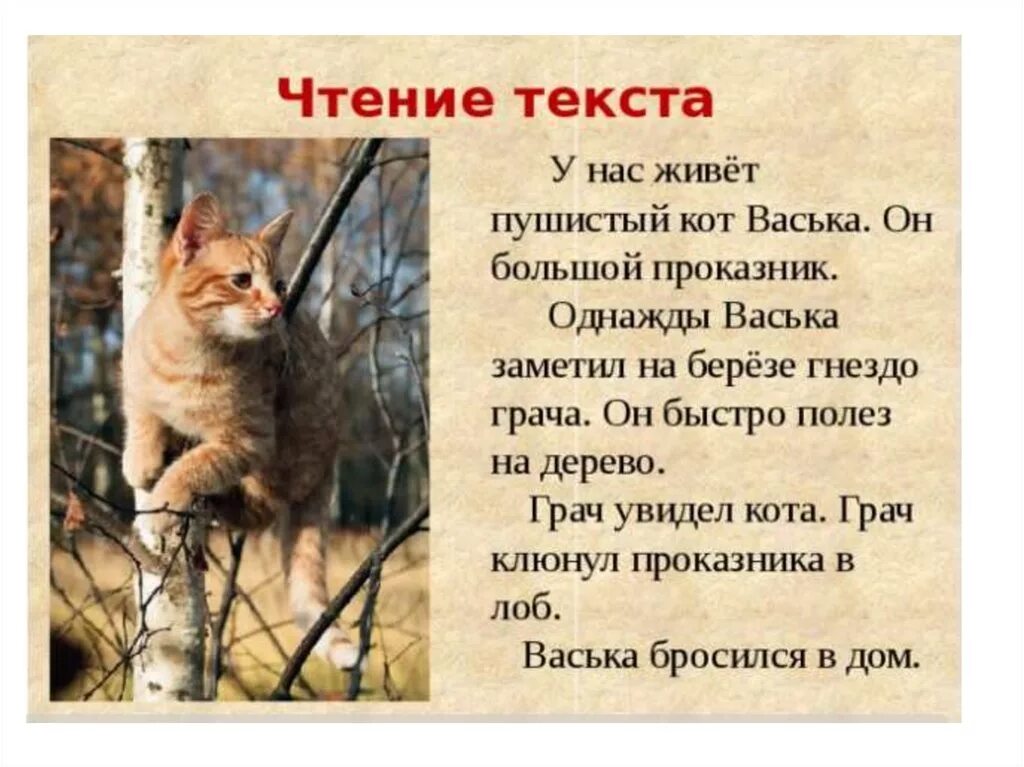 Основная мысль текста про кота. Текст кот Васька. Рассказ про кота. Изложение кот Васька. Текст про кота.