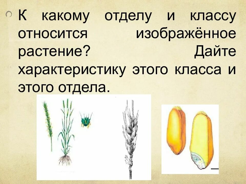 К какой группе относятся изображенные растения. К какому отделу и классу относится изображенное растение. К какому отделу относится это растение. К какому классу относятся раст. К какому классу относится растение.