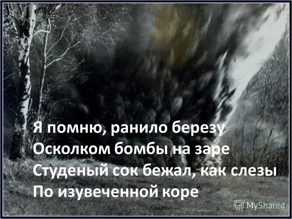 Стихотворение васильева белая береза. Береза стих о войне. Стихотворение белая берёза васильев. Васильев я помню ранило березу. Белая берёза стих про войну.
