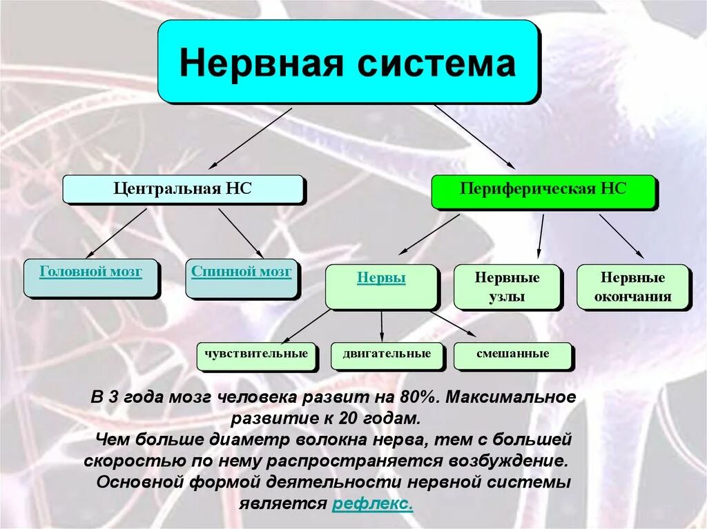 Нервная система является основой. Нервная система строение и функции нервной системы. схема периферической нервной системы. нервная система по функциям схема. структуры, относящиеся к периферической нервной системе.