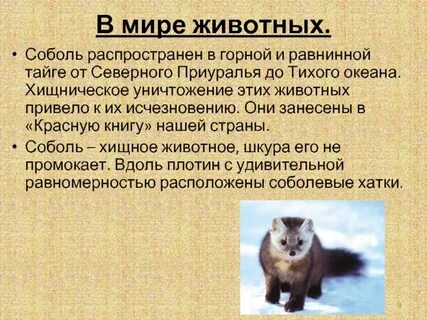 Соболь род мужской