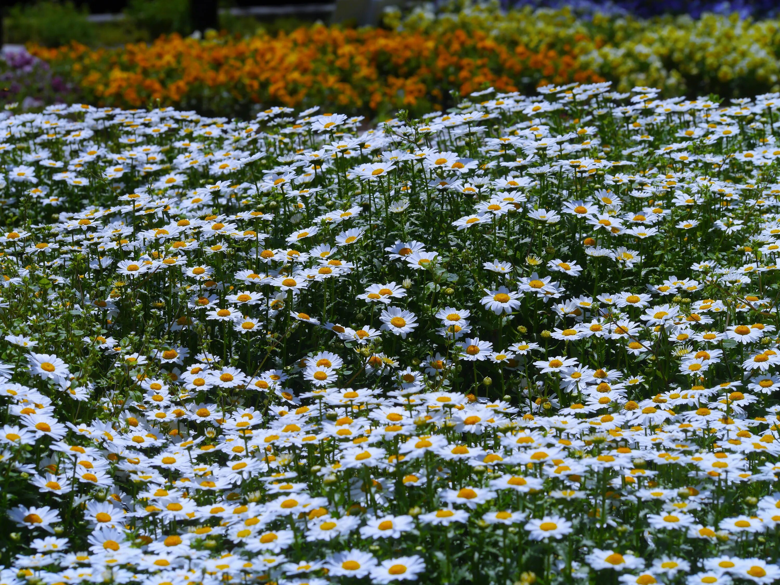 Поле цветов во сне. Поле белых цветов. Японское поле с белыми цветами. Поле цветов один цветок белый. Цветок в поле белый милый.