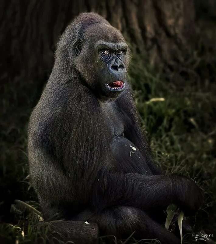 Monkey gorilla