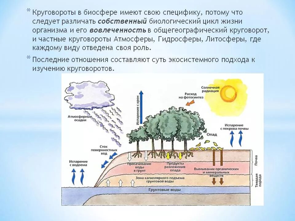 В биосфере происходит. Биологический круговорот в биосфере схема. круговорот веществ в биосфере 6 класс география. биологический круговорот в биосфере 6 класс. круговорот химических веществ в биосфере.