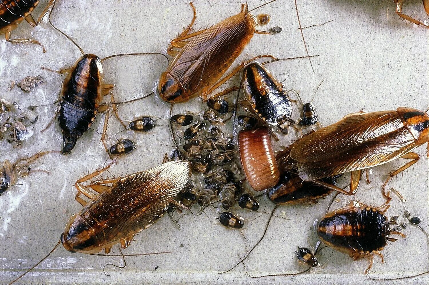 Diatomaceous Earth: The Natural Cockroach Killer Pest control, Best pest control