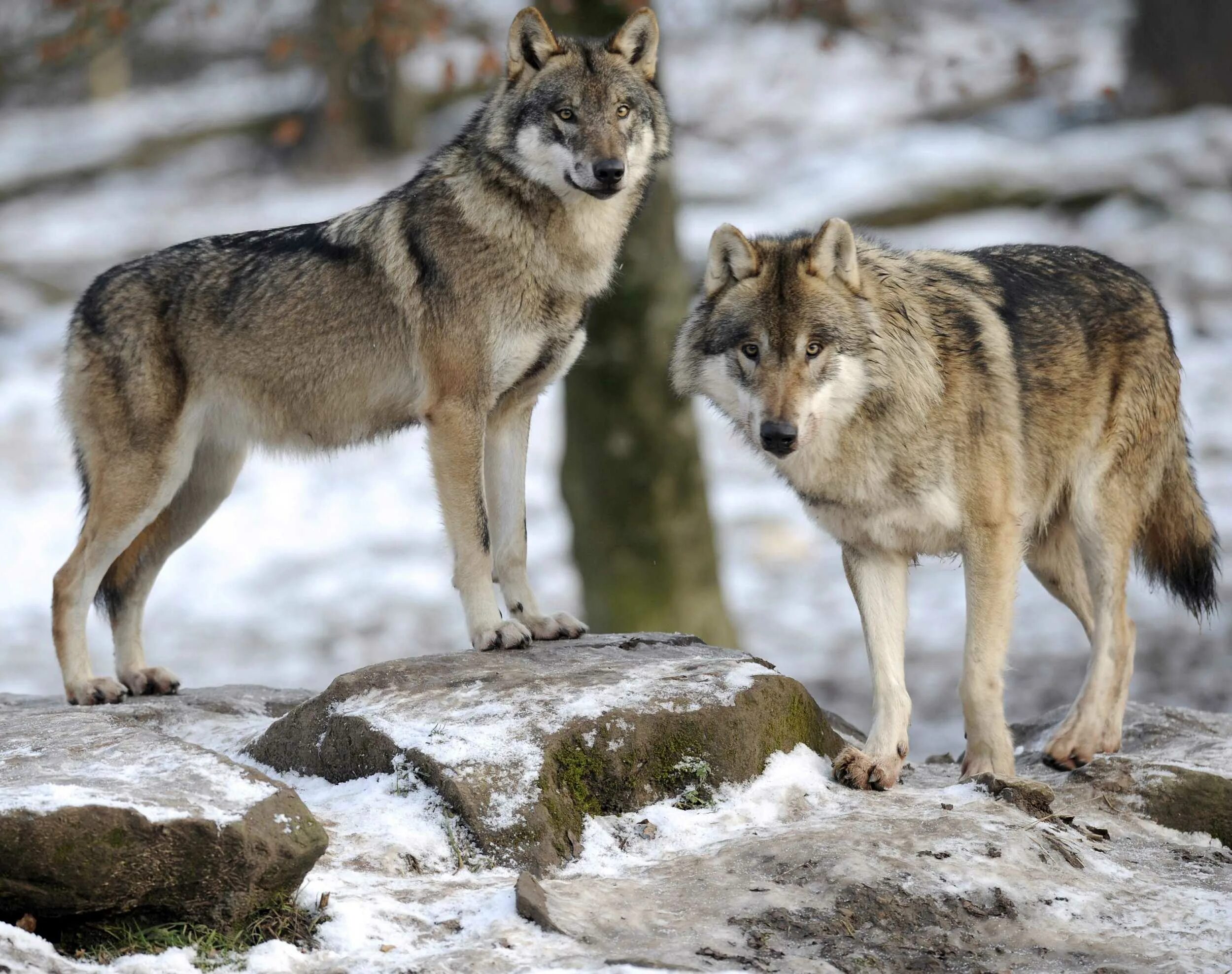 Волк canis Lupus. Тундровый волк. Волк серый обыкновенный. Сибирский Тундровый волк. Сколько лет живут волки