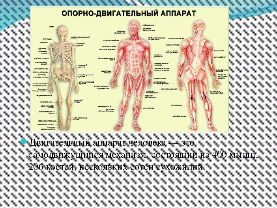 Мышцы и суставы. Опорно двигательный аппарат. Двигательный аппарат человека. Опорно-двигательный аппарат человека состоит из. Анатомия и физиология опорно-двигательного аппарата.